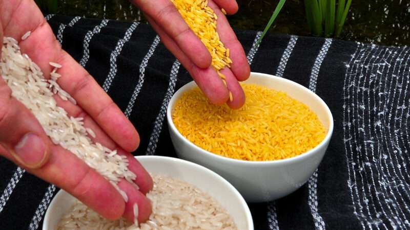 People preparing golden rice