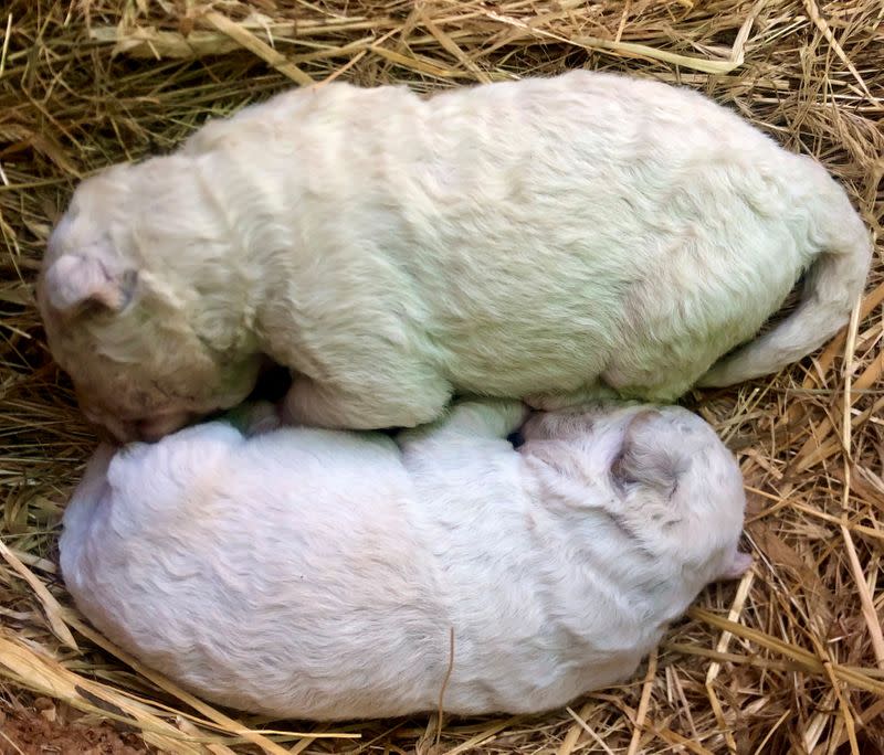 Pistacho, un cachorro que nació con pelaje verde el 9 de octubre en una granja en la isla de Cerdeña