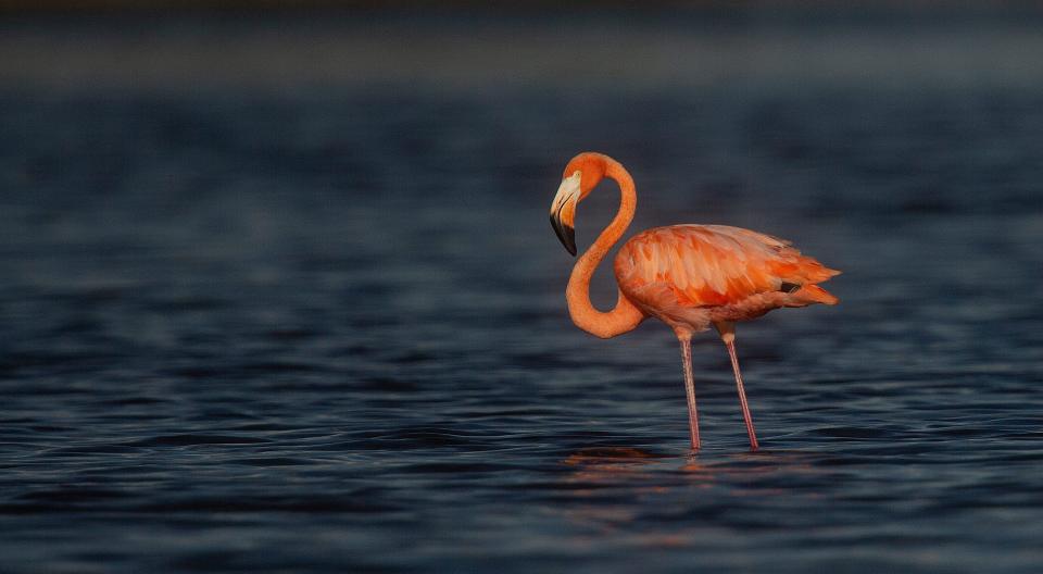 A flamboyance of flamingos feed and preen in Estero Bay Preserve State Park on Monday, Sept. 4, 2023. The large pink birds are thought to come from the Yucatan Peninsula or Cuba and were swept up as Hurricane Idalia moved north. People have spotted them throughout Florida along with several other states. The photographer encountered challenging conditions to photograph the birds, including wading through ankle- to shin-deep water, thick shoe-sucking mud and a long hike. The photographer also stresses being prepared with water and understanding the terrain as it pertains to geography and direction to avoid getting stranded or lost. The photographer also stresses research on location of the birds because that can be fluid.