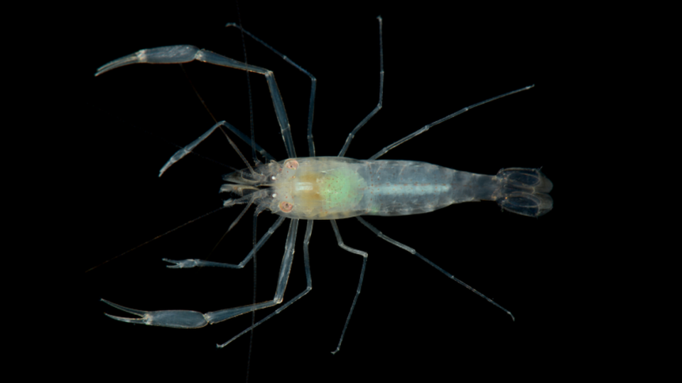 The shrimp are translucent with a slight pale tinge.