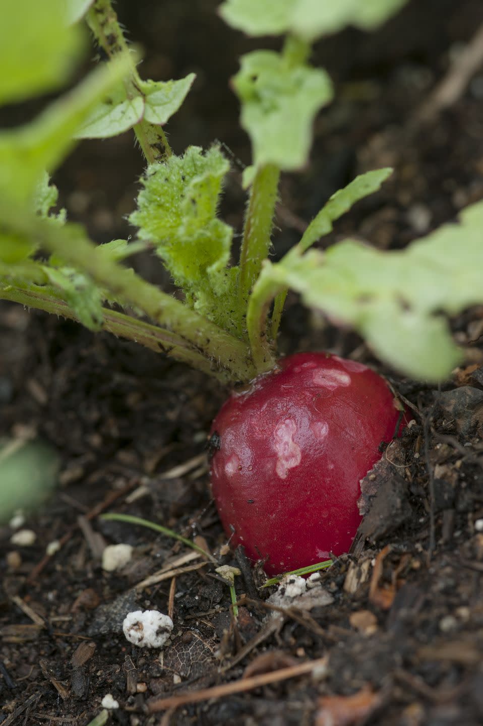 2) Radishes