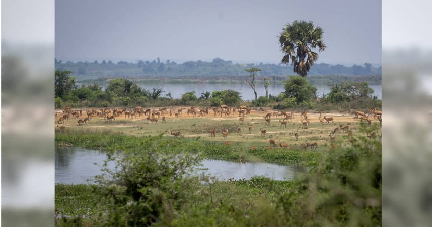 烏干達保育基金會的成員，在達默奇森瀑布國家公園發現高達1萬2千公斤的捕獸夾與狩獵陷阱，都是盜獵者為了捕捉河馬、大象、獅子等大型動物與小型動物而放置的器具。（圖／達志／美聯社）