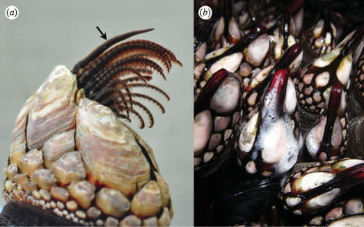 Here, the stalked barnacle (<em>P. polymerus</em>) with its penis relaxed (arrow, a) and feeding legs, and the barnacle broadcasting sperm at low tide (b).