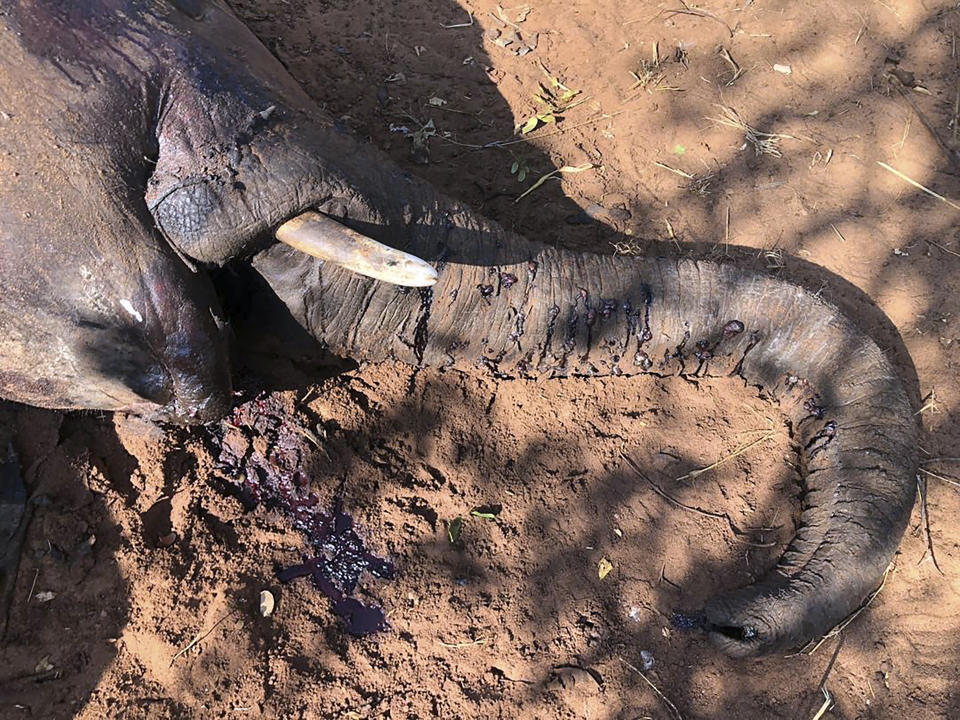 A dead elephant is seen in Hwange National park, Zimbabwe, Saturday, Aug. 29, 2020. A spokesman for Zimbabwe's national parks said on Wednesday, Sept. 2 the number of elephants dying in the country's west from a suspected bacterial infection, possibly from eating poisonous plants, has risen to 22 and more deaths are expected. (AP Photo)