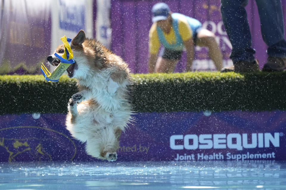Bradie, a corgi, competes in the dock dive competition during the 147th Westminster Kennel Club Dog show, Saturday, May 6, 2023, at the USTA Billie Jean King National Tennis Center in New York. (AP Photo/Mary Altaffer)