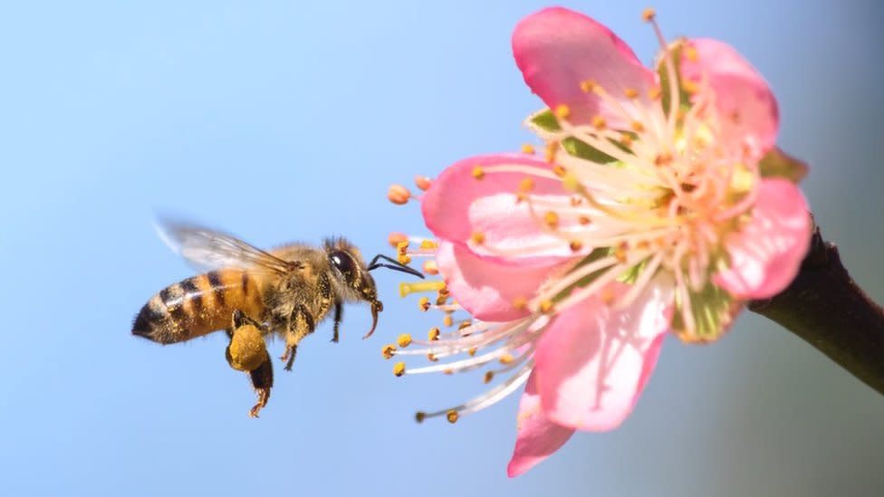 Abejas