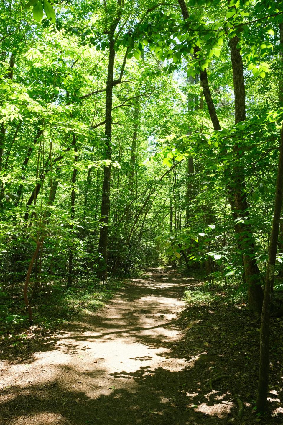 The Sulfur Springs Trail at Paris Mountain State Park. 