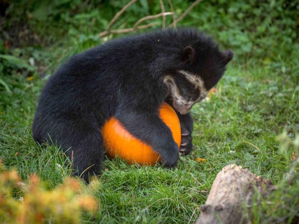 Niedliche Kürbisschlacht: So feiern Tiere Halloween im Zoo