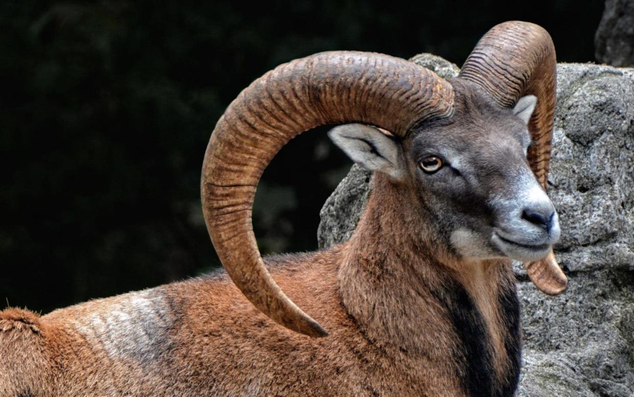 Mouflon are known for their impressively curved horns - www.alamy.com