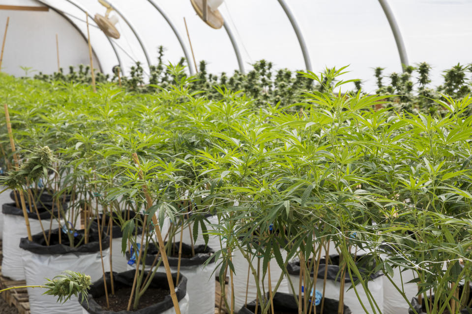 Marijuana plants at a legal cannabis grow facility in Oregon.