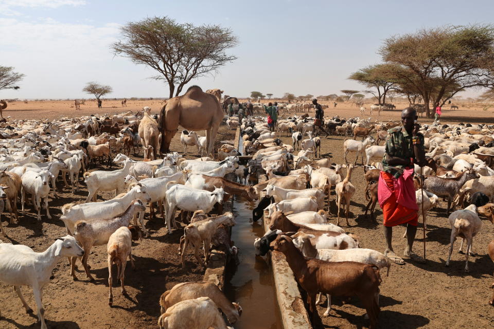 Herdsmen from the Rendille ethnic group, let their livestock drink at a water whole near the town of Kargi, Marsabit county, Kenya, October 9, 2021. Picture taken October 9, 2021. REUTERS/Baz Ratner