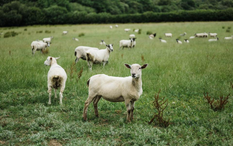 Lamb bought from Pipers Farm start at around a year old, making it technically hogget