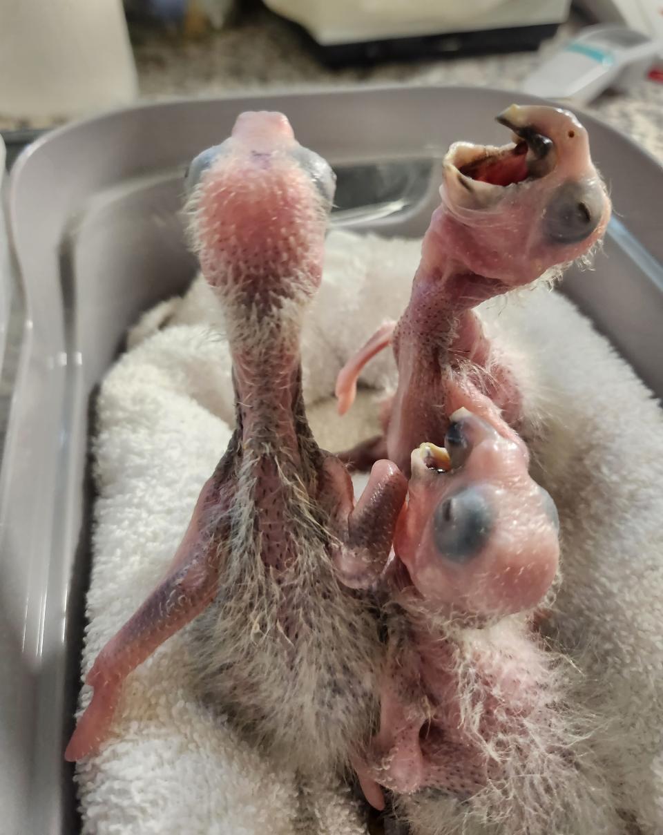 Twenty-four baby parrots seized from a smuggler at the Miami International Airport were just eggs and were raised by the Rare Species Conservatory Foundation in Loxahatchee.