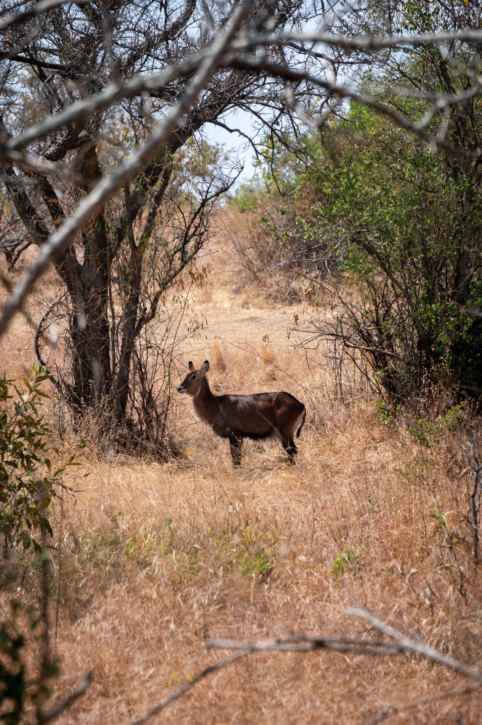 A waterbuck feeds on the grass within Akagera’s woodlands. (Photo: Bryan Kow)