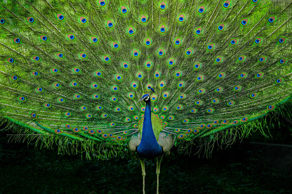 Close-up of peacock,New Delhi,Delhi,India