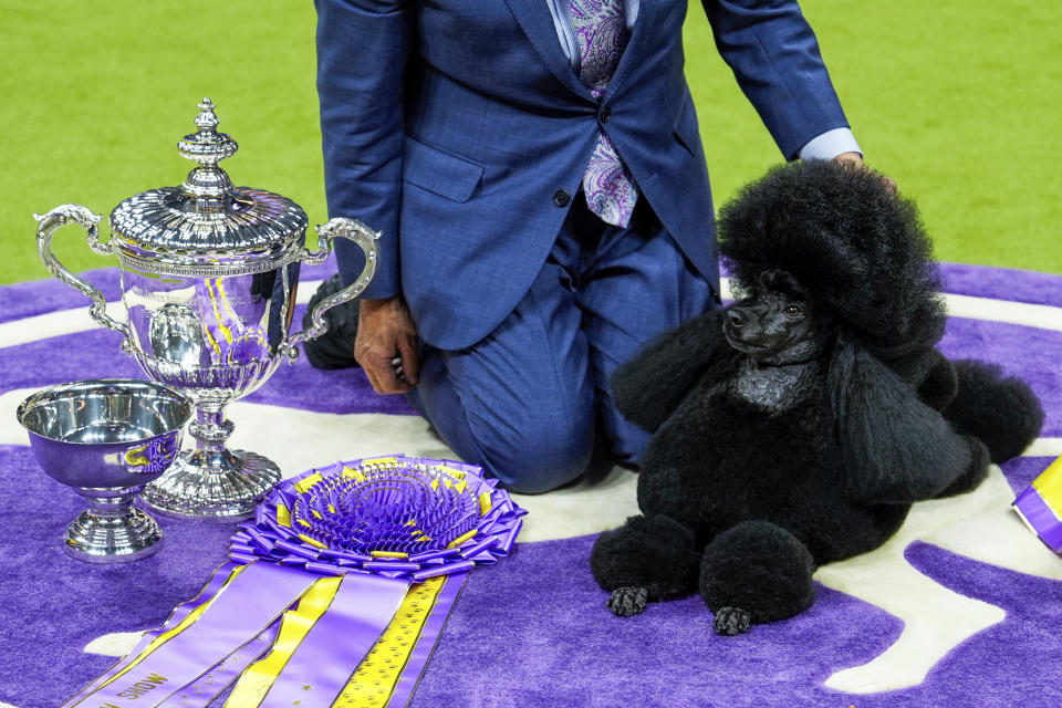 Sage, a miniature poodle, poses for photos after winning best in show at the 148th Westminster Kennel Club dog show Tuesday, May 14, 2024, at the USTA Billie Jean King National Tennis Center in New York. (AP Photo/Julia Nikhinson)