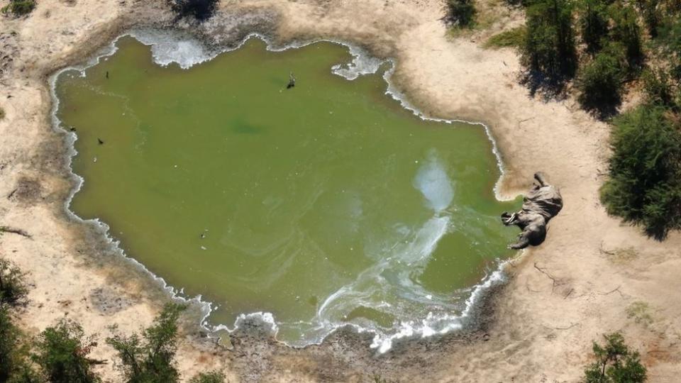 Dos cuerpos de elefantes al costado de un pozo de agua.