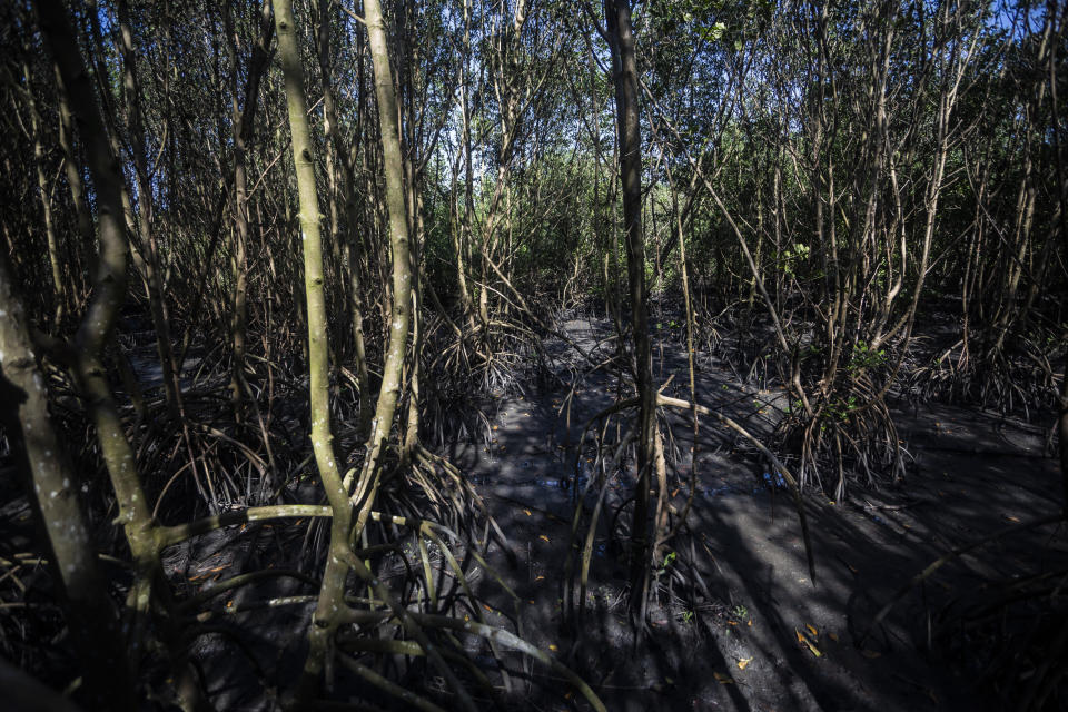 A view of a recovered mangrove forest, once part of a garbage dump, in Duque de Caxias, Brazil, Tuesday, July 25, 2023. An environmental project between Rio’s Municipal Cleaning Company and a private company have recovered the area, once part of the Gramacho neighborhood landfill that was considered one of the largest in Latin America. (AP Photo/Bruna Prado)Brazil, Tuesday, July 25, 2023. (AP Photo/Bruna Prado)