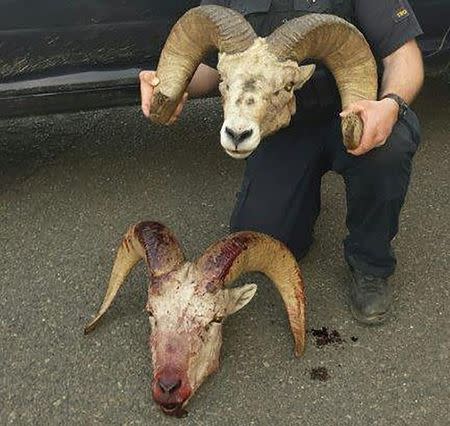 The severed heads of two bighorn sheep are seen in an undated photo released by the Oregon State Police April 5, 2016. REUTERS/Oregon State Police/Handout via Reuters