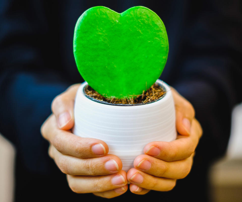 hoya houseplant presented as a gift