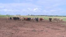 Less feed for cattle: Farmers hoping for rain to let their pastures grow