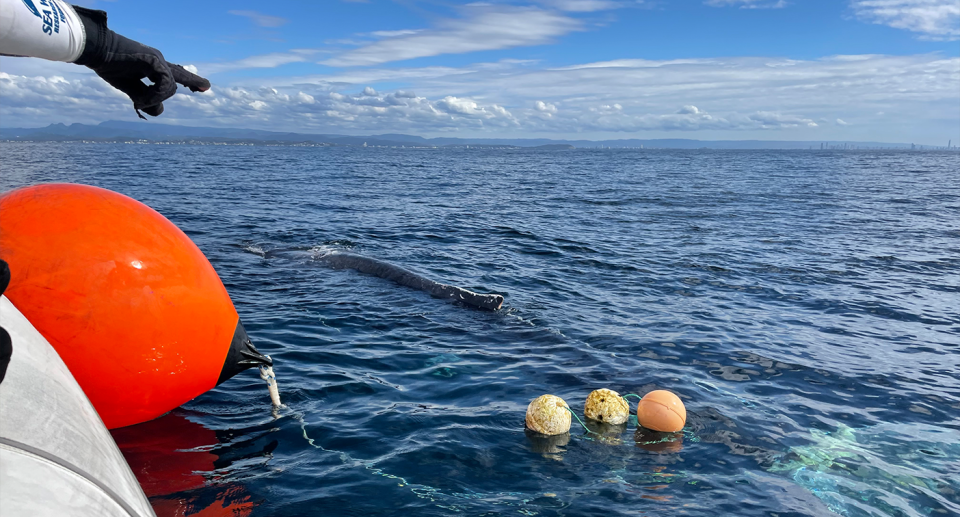 A whale became entangled in fishing gear less than a fortnight ago. Source: Sea World