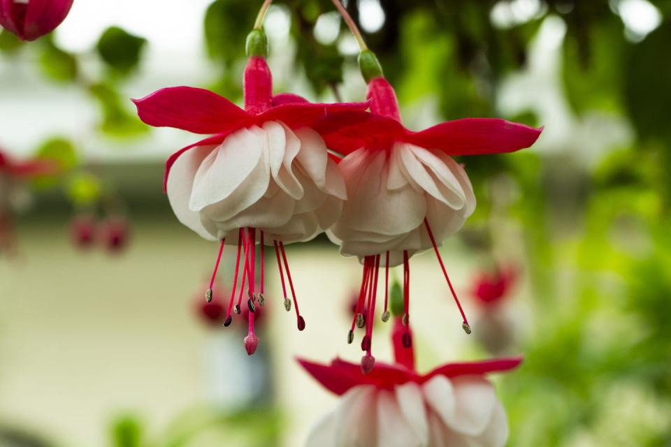 patio plants, close up of a hanging fuchsia plant