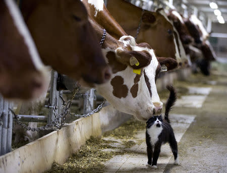 FILE PHOTO: Dairy cows nuzzle a barn cat as they wait to be milked at a farm in Granby, Quebec July 26, 2015. REUTERS/Christinne Muschi/File Photo
