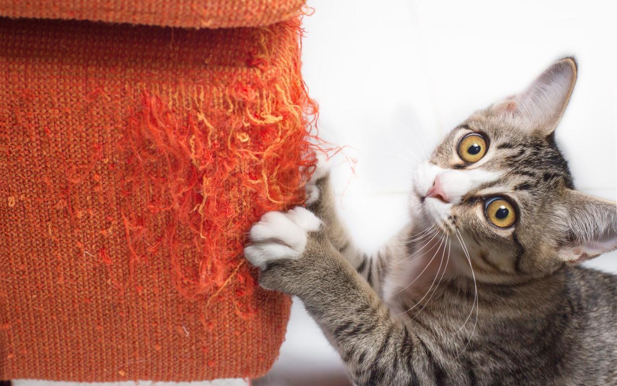 Cat scratching a piece of furniture