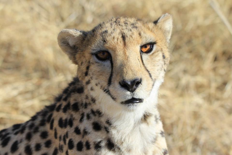 One of the five female cheetahs being sent to India was picked up from a farm located in the northwestern part of Namibia close to the village of Kamanjab in February 2019 (Cheetah Conservation Fund)