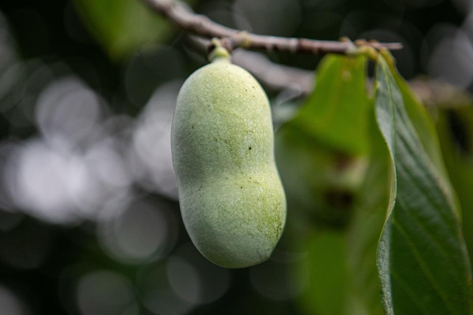 The pawpaw is the largest native edible fruit in the U.S. and is found from Michigan down to Florida.