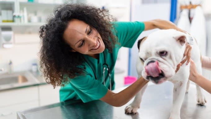 what causes kidney inflammation in dogs