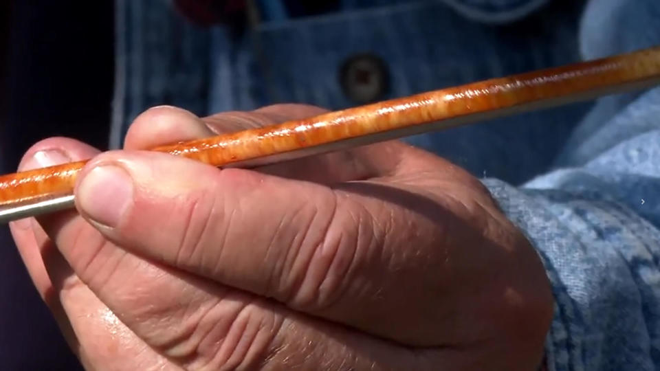 Examining a tree ring core sample.  / Credit: CBS News