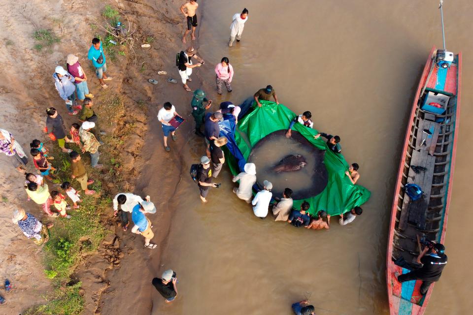 Village residents watch as a team of Cambodian and American scientists and researchers, along with Fisheries Administration officials prepare to release a giant freshwater stingray back into the Mekong River on June 14, 2022,  in the northeastern province of Stung Treng, Cambodia. A local fisherman caught the 661-pound stingray, which set the record for the world's largest known freshwater fish and earned him a $600 reward.