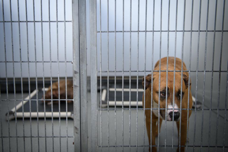 A dog looks out from their cage at Cumberland County Animal Services on Thursday, Jan. 11, 2024.