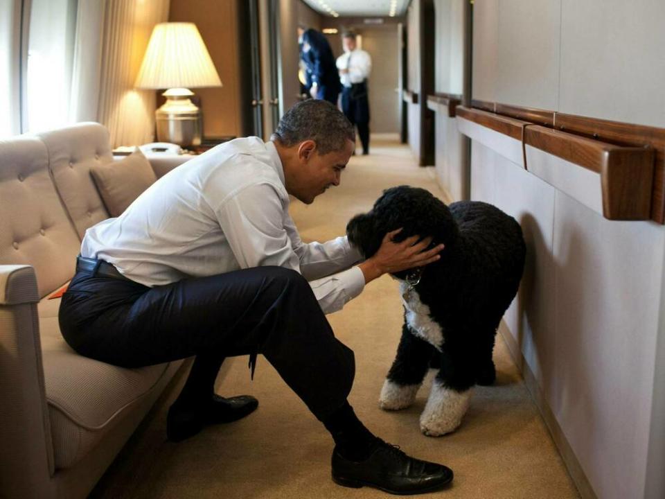 Eines der bekanntesten Fotos von Bo zeigt ihn 2011 mit Herrchen Barack Obama an Bord der Air Force One. (Bild: imago images/Everett Collection)