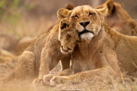 Lion and lioness in Timbavati, Kruger NP, South Africa.