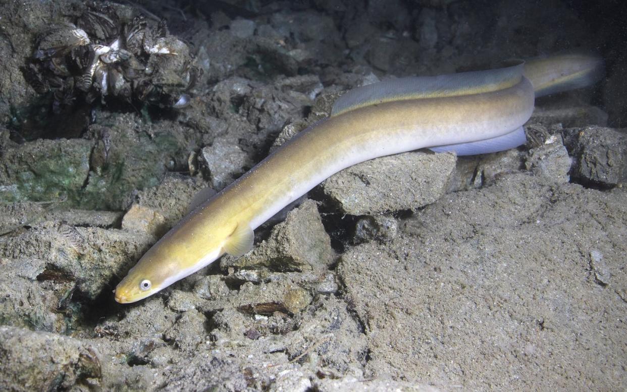 <a href="https://www.shutterstock.com/es/image-photo/eel-fish-anguilla-beautiful-clean-river-576936730" rel="nofollow noopener" target="_blank" data-ylk="slk:Rostislav Stefanek / Shutterstock;elm:context_link;itc:0;sec:content-canvas" class="link ">Rostislav Stefanek / Shutterstock</a>