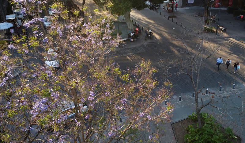 Early jacaranda bloom sparks debate about climate change in Mexico