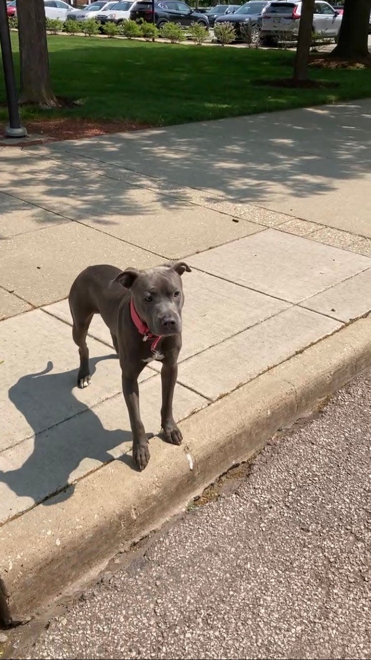 A gray and white pit bull on the University of Akron's campus looks at Laura Lawson, founder of Rubber City Rescue, as she takes equipment out of her van to catch the dog May 18.