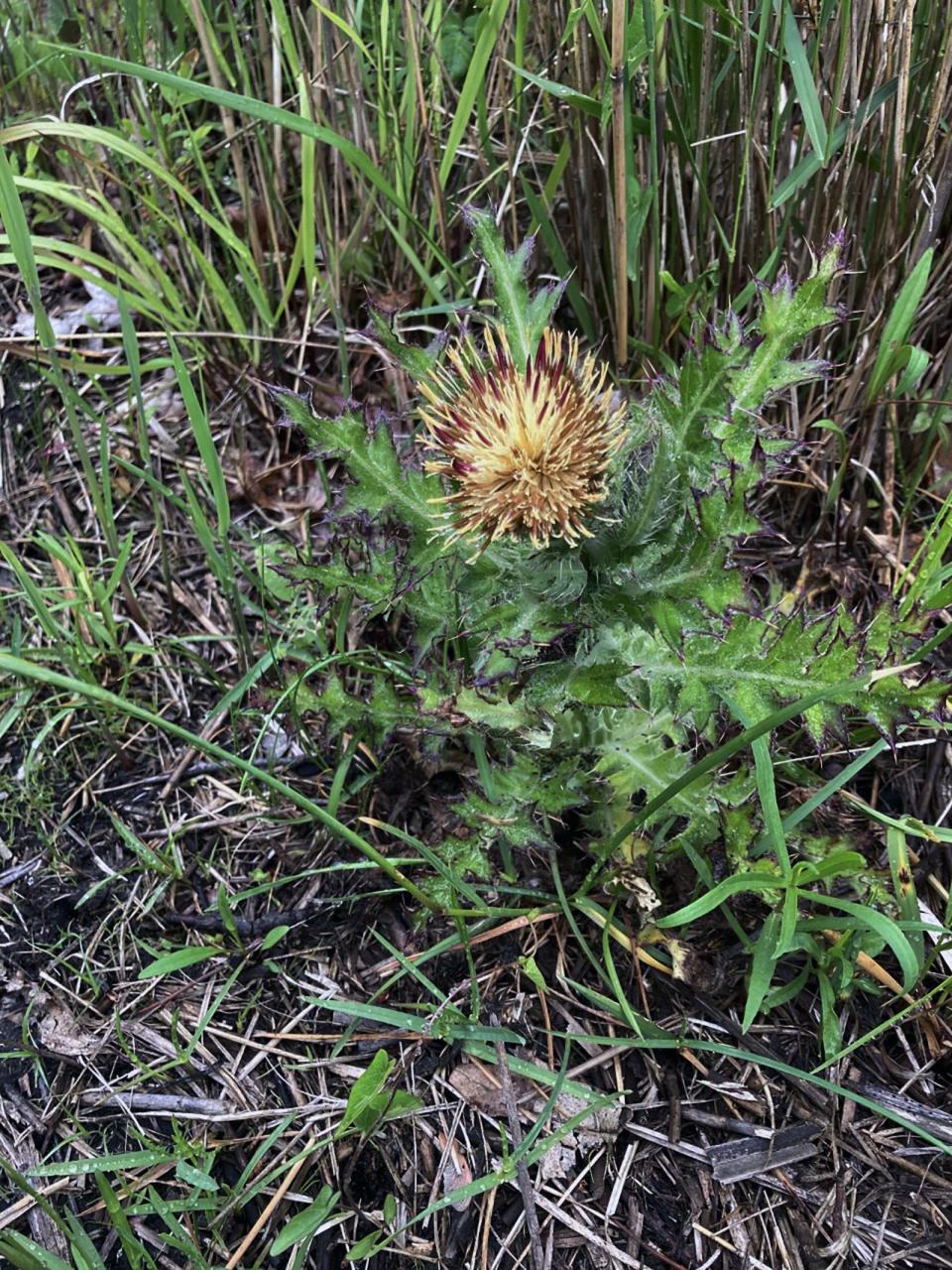 Yellow thistle plants along the green-blazed trail bloom with flowers in the spring.