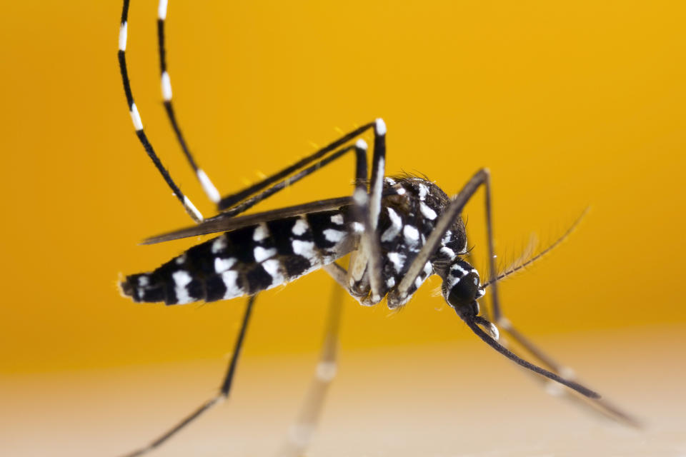 Die Asiatische Tigermücke hat eine besondere Färbung: Ihre schwarz-weißen Streifen heben sie von heimischen Mückenarten ab