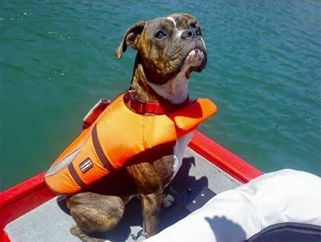 Mollie rides along on a family boat trip in 2013. Picture: Facebook