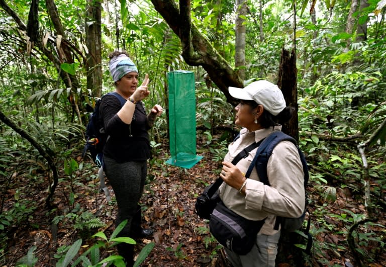 The butterfly traps are made of green nets that blend in with the forest canopy (Daniel MUNOZ)