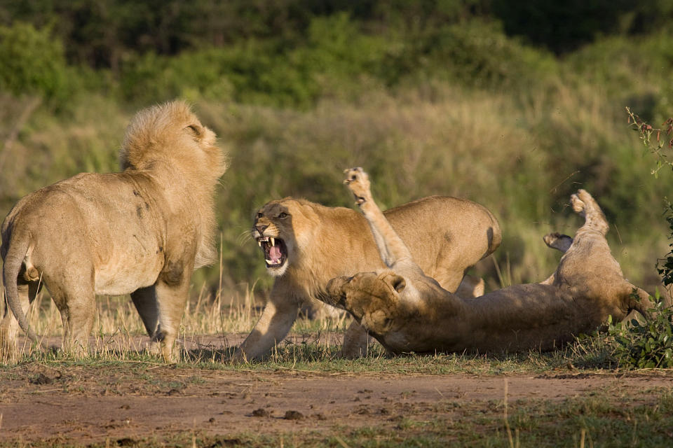 These are the rip-roaring scenes of a mass battle between a pride of lions which were snapped by a brave photographer from just TWENTY metres away. The spontaneous brawl in the Serengeti National Park, Tanzania was caught by amateur photographer Andrew Atkinson who captured the early morning combat between the young cats just as the sun came up. The safari truck he was on pulled up as the dominant male strode over to kick-start the turf wars between the big cats who can tip the scales at anywhere up to the 180kg mark. PIC BY ANDREW ATKINSON / FOTOLIBRA / CATERS NEWS