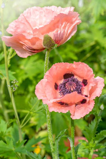 oriental poppies