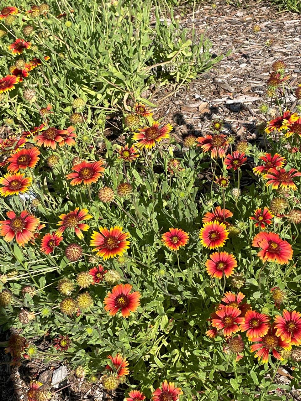 Low maintenance pollinator plants can add beauty and excitement to the garden by attracting bees, butterflies, and birds. These include Indian Blanket.