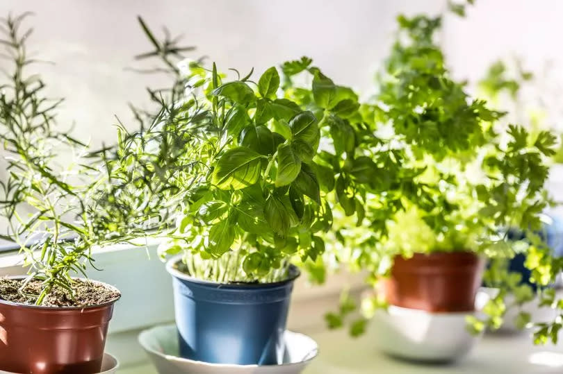 Kitchen herb Basil, pictured here with Rosemary and Coriander is a natural way to repel unwanted spiders