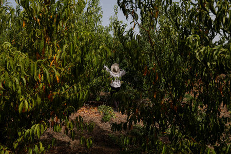 A woman prunes a peach tree on an intensive farm at Alqueva region, Portugal, August 2, 2018. REUTERS/Rafael Marchante