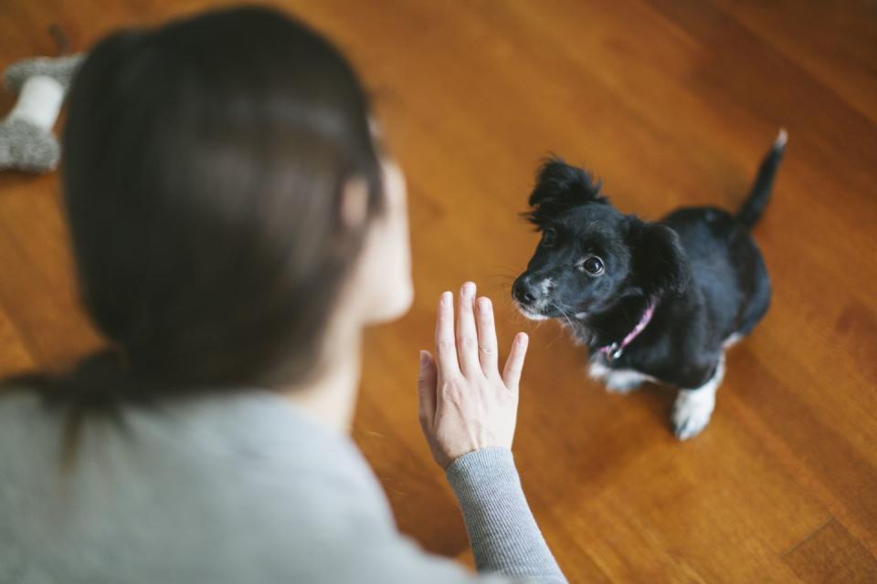 Learn your dog's behavior